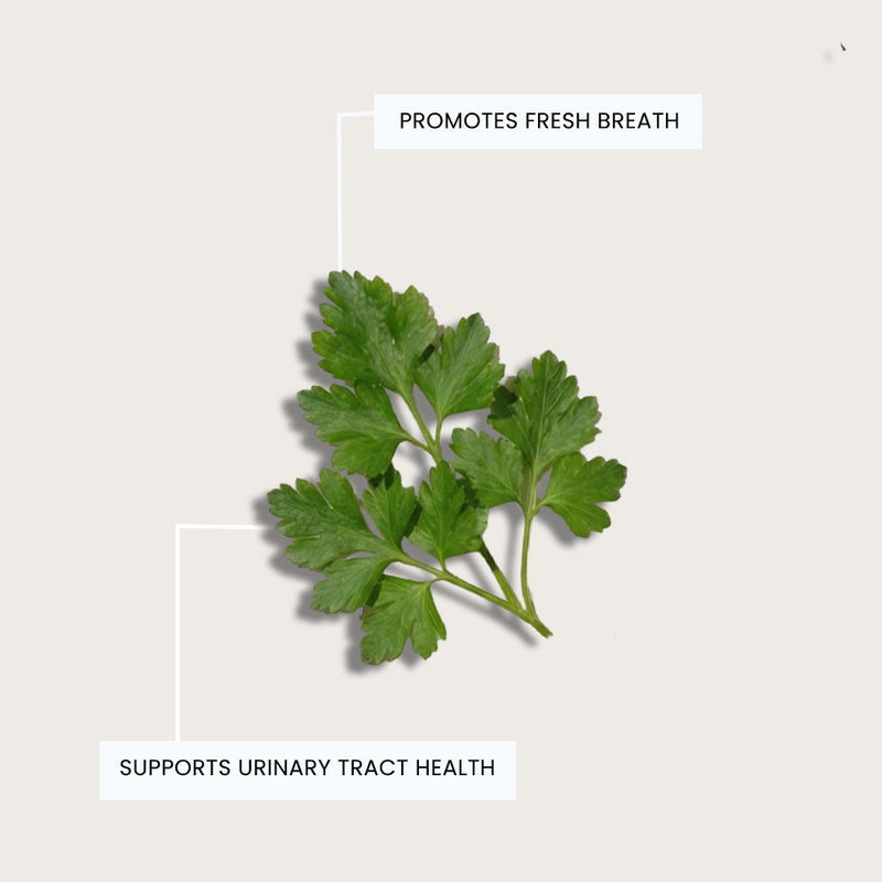 Organic Parsley Leaf